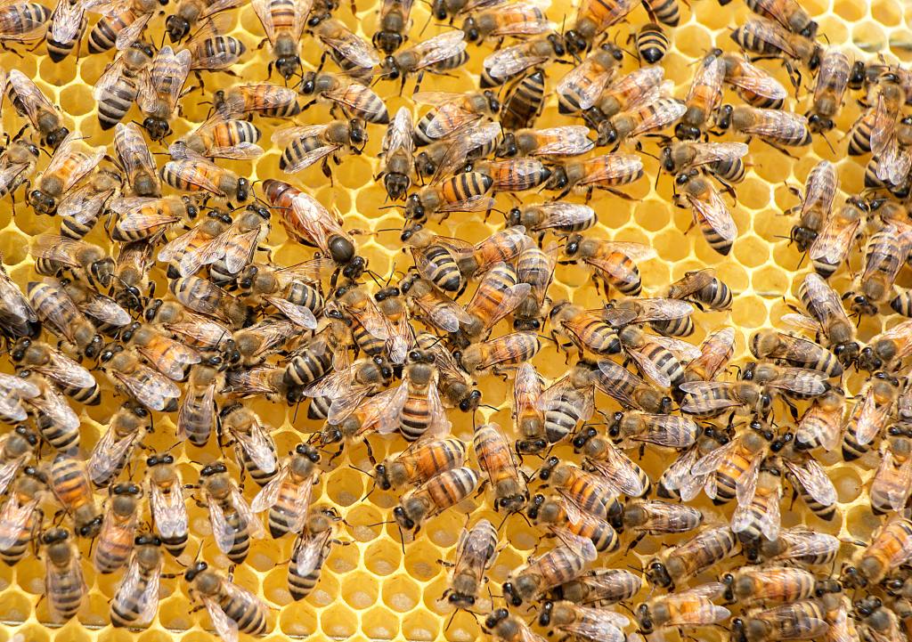 swarm of bees in a beehive 