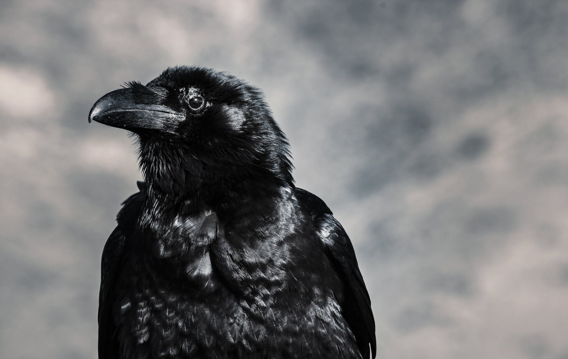 black raven on a blurry background