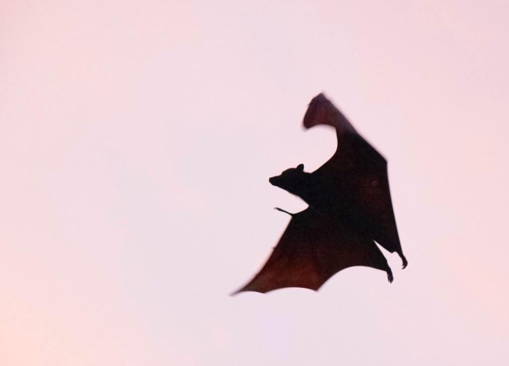 bat flying against a pink sky